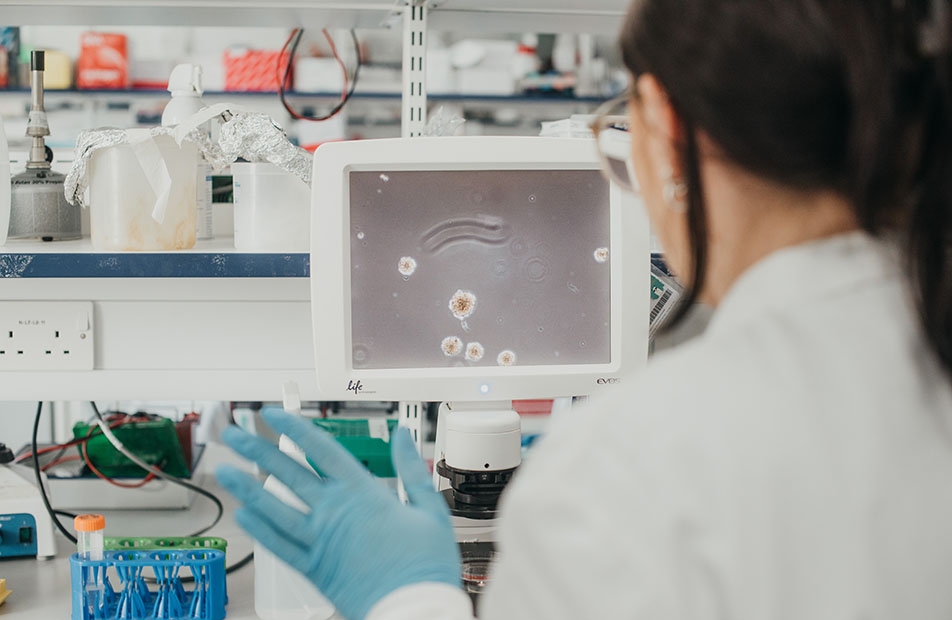 Type 1 diabetes researcher in lab with back to camera looking at microscopic cells via a screen