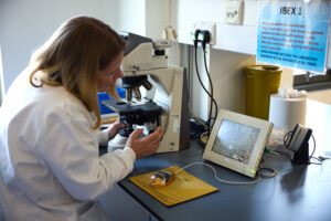 The Grand Challenge researcher, Sarah Richardson, is looking at islet samples through a microscope in her lab.